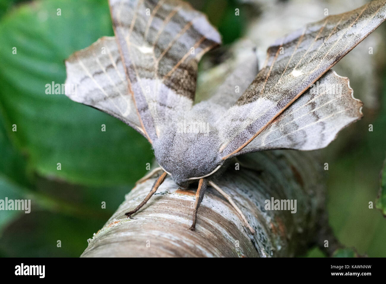 Poplar Hawk-moth  Butterfly Conservation