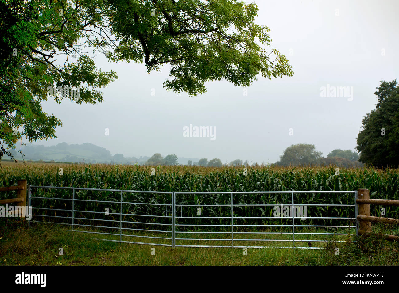 Maize field gateway Stock Photo