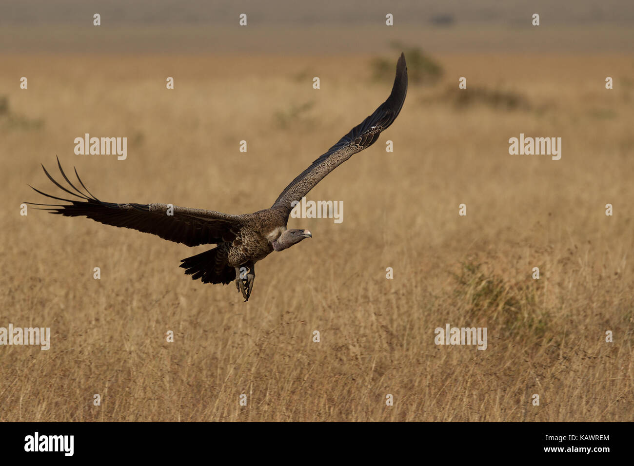 Vulture in flight in the Masai Mara, Kenya Stock Photo