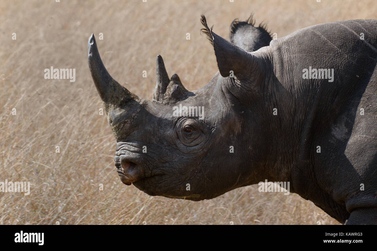 Close up shot of black rhino (Diceros bicornis) in the Masai Mara, Kenya Stock Photo