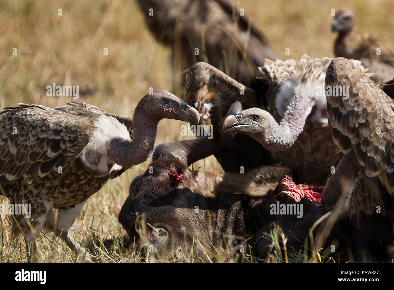 Vultures feasting and eating on wildebeest carcass in the Masai Mara, Kenya Stock Photo
