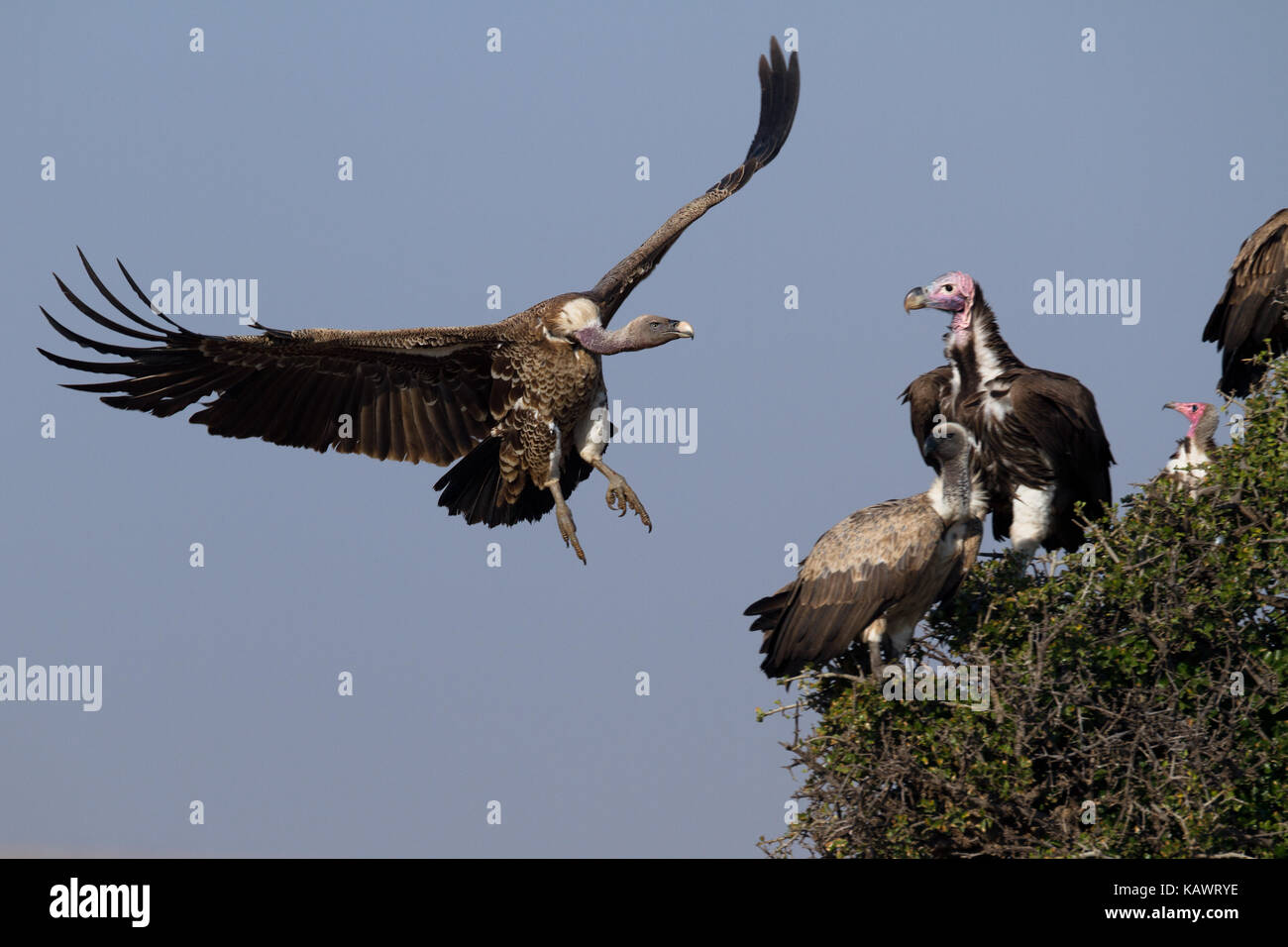 Vulture in flight in the Masai Mara, Kenya Stock Photo
