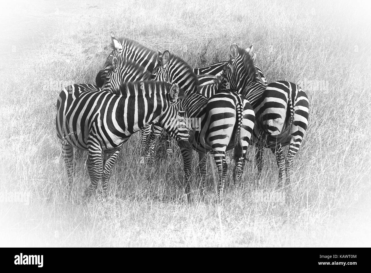 Herd of Zebra (Equus quagga) together in the Masai Mara, Kenya Stock Photo