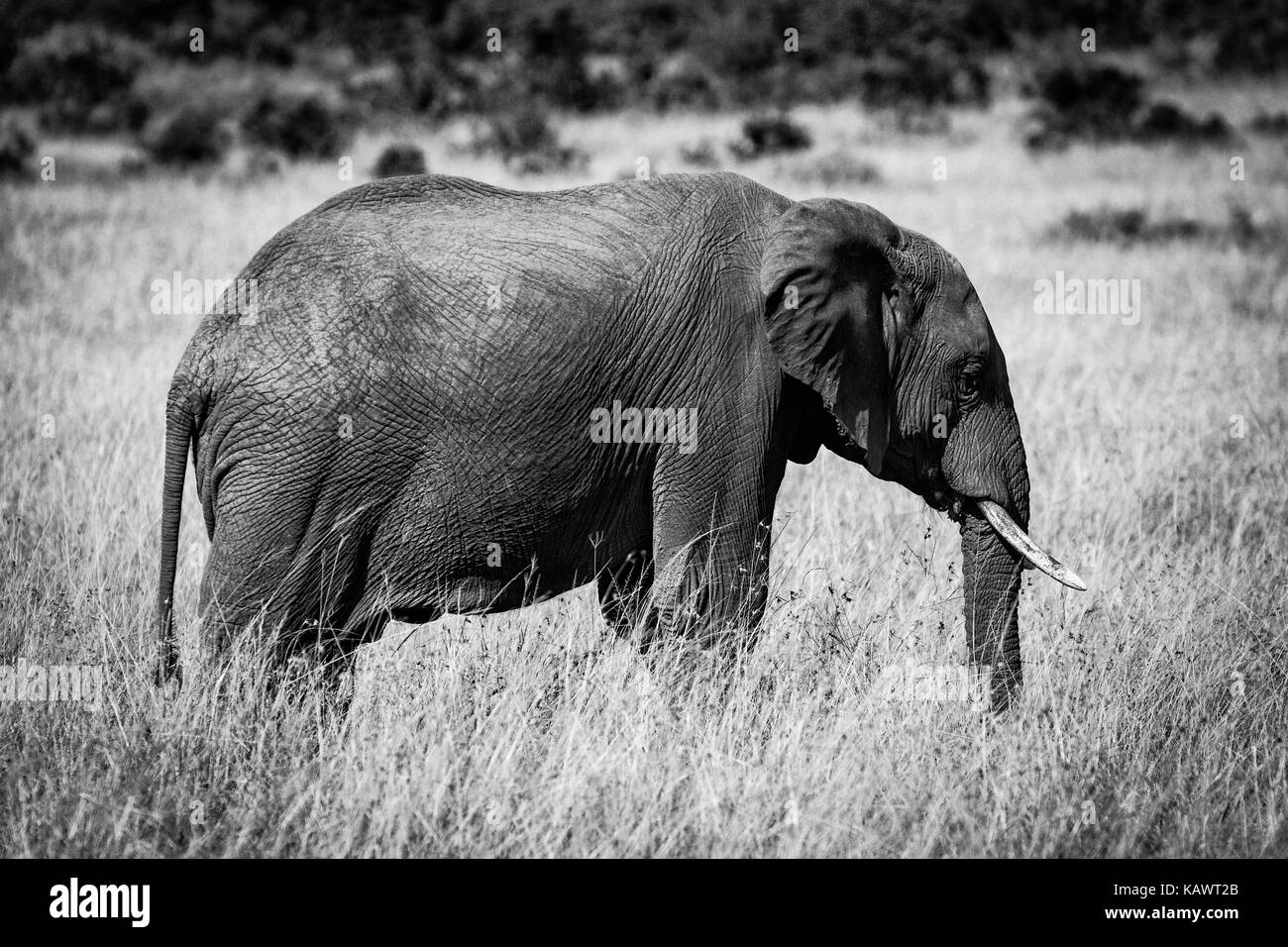 African Bush Elephant (Loxodonta Africana) graxing on the plains in the Masai Mara, Kenya Stock Photo