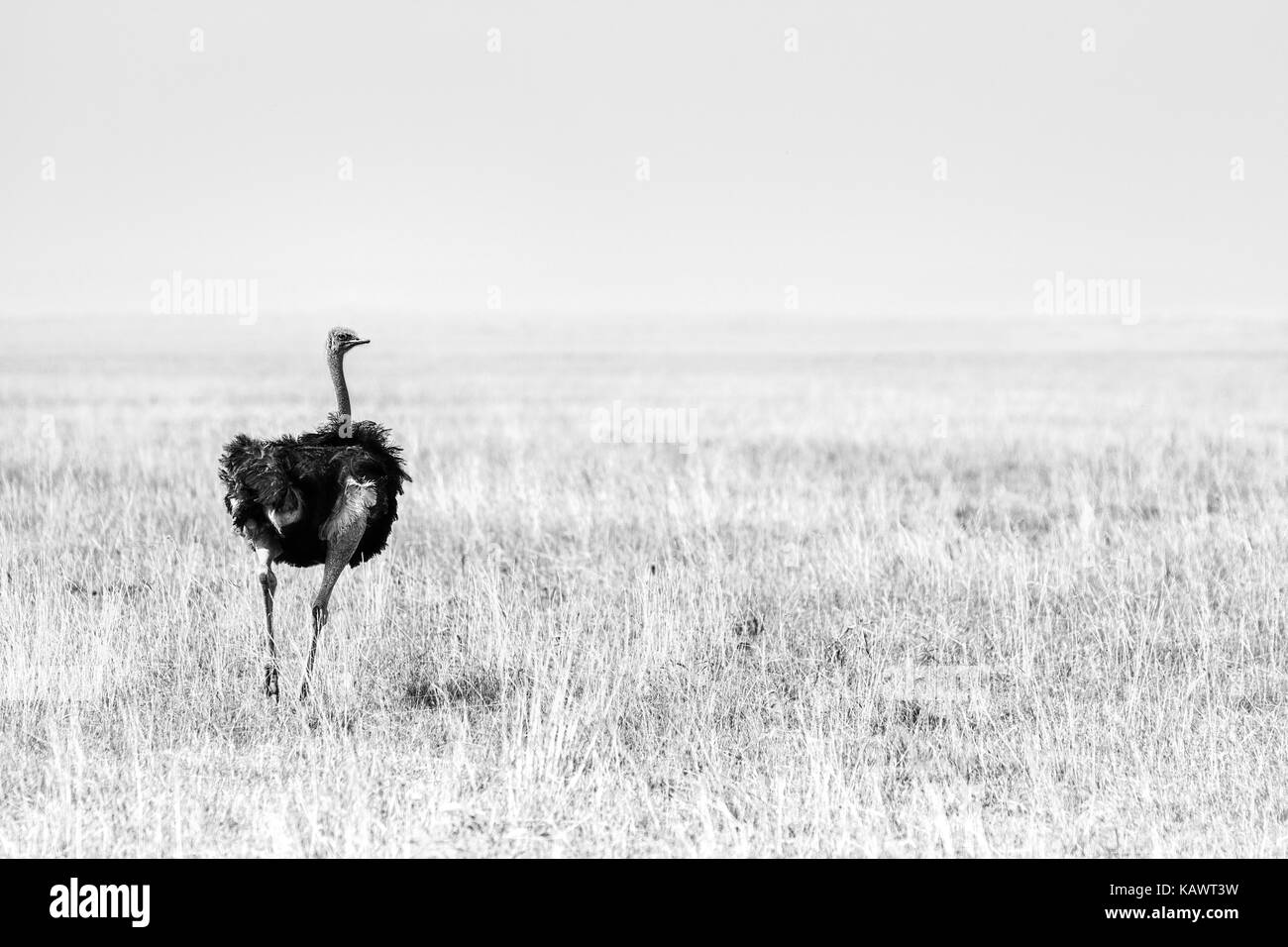 Ostrich Bird (Struthio camelus) walking on the plains of the Masai Mara, Kenya Stock Photo