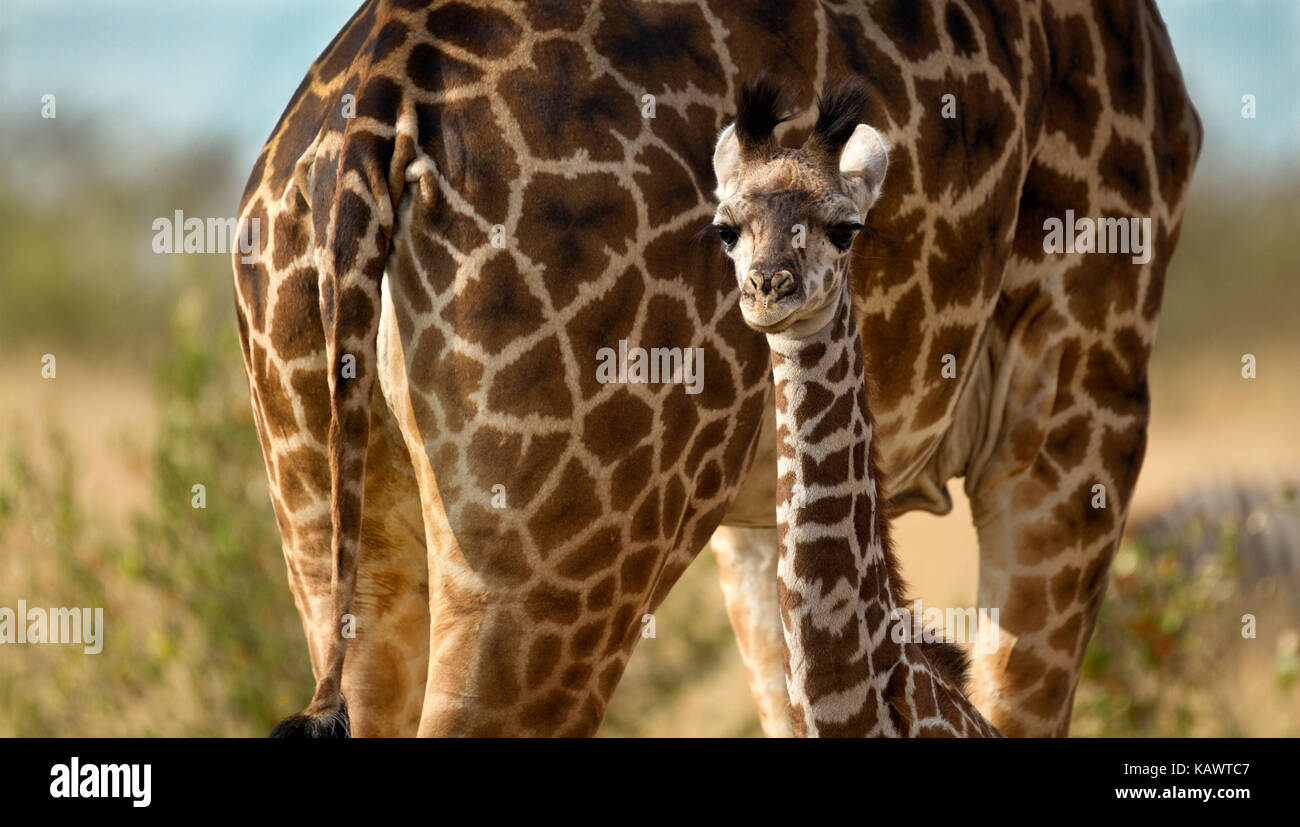 Young Giraffe calf with mother in background. Masai Mara, Kenya Stock Photo