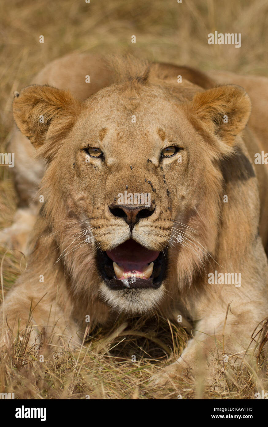 African male lion masai mara national park hi-res stock photography and ...