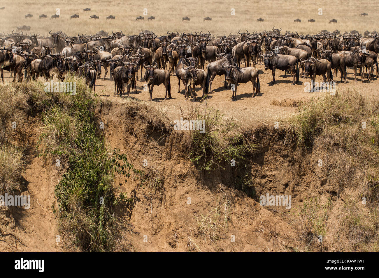 Herd of Wildebeest wait to migrate across the river in the Masai Mara, Kenya Stock Photo