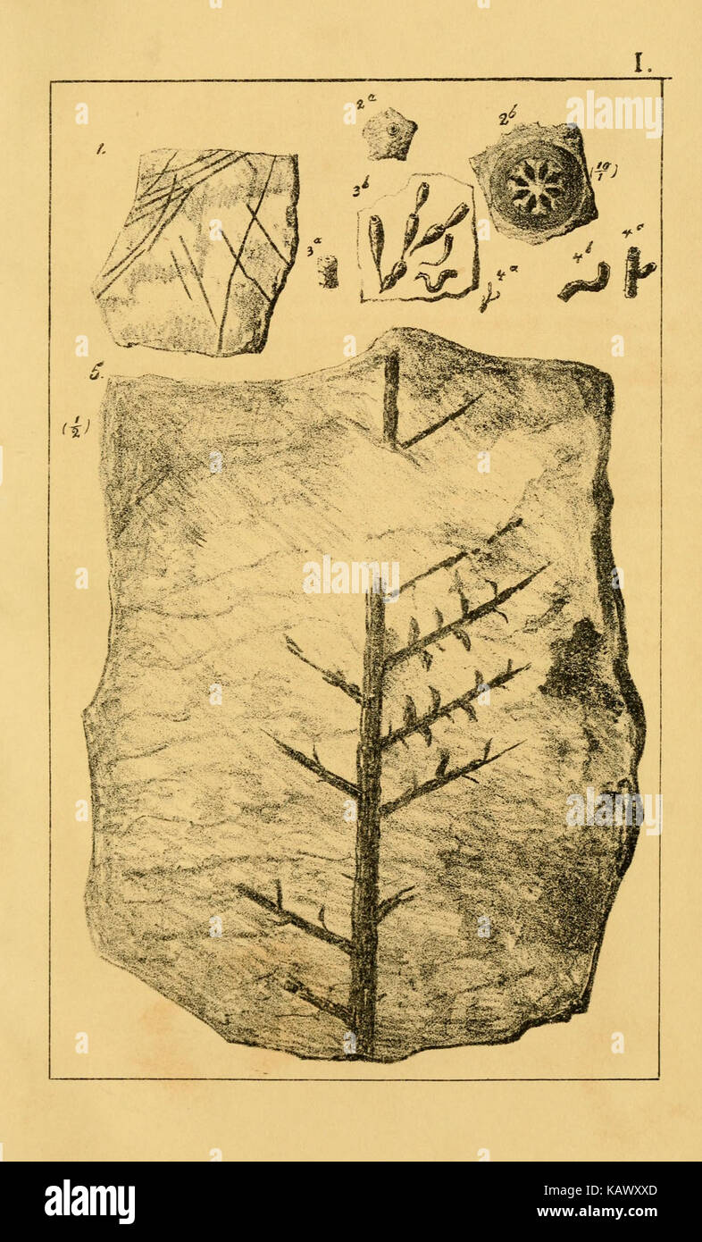 This catalog lists fossils in the Herzogliche in