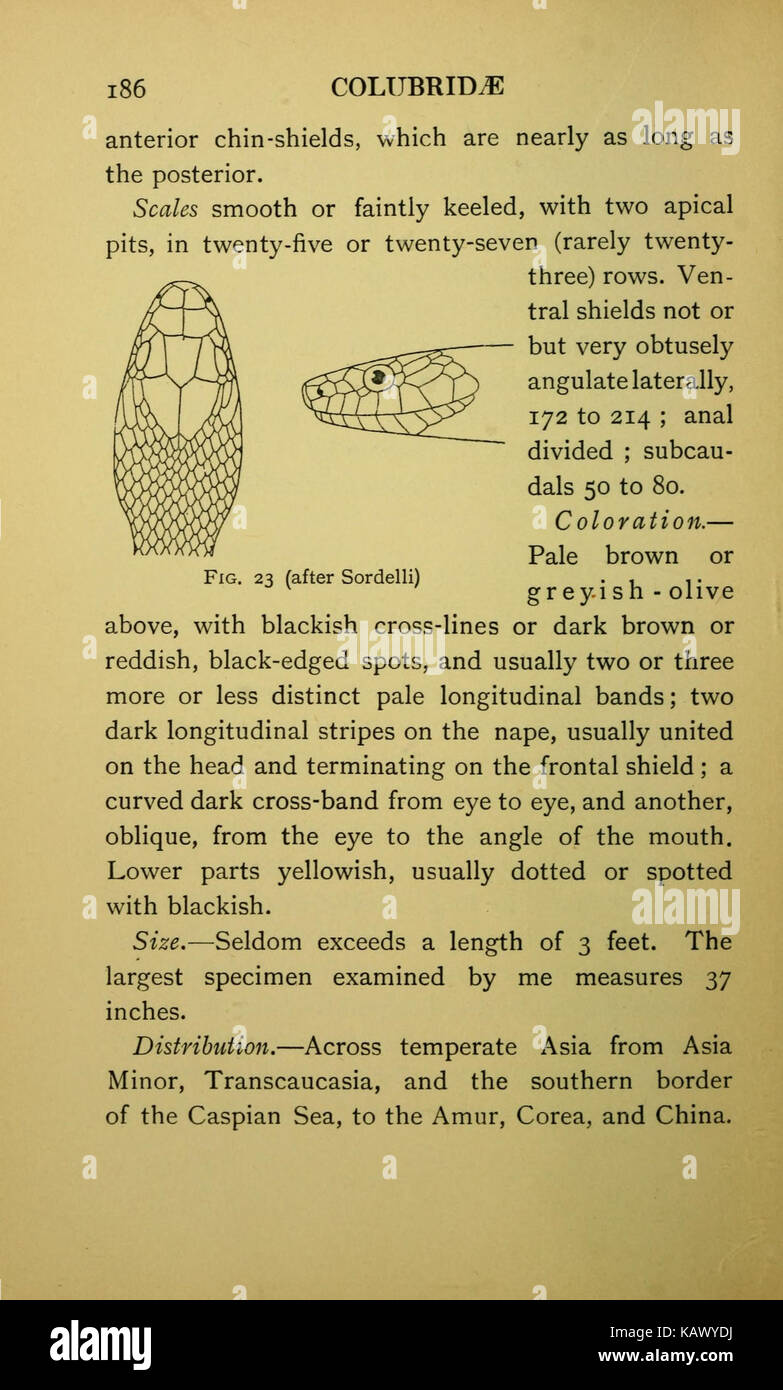 The snakes of Europe (Page 186) BHL11086354 Stock Photo - Alamy