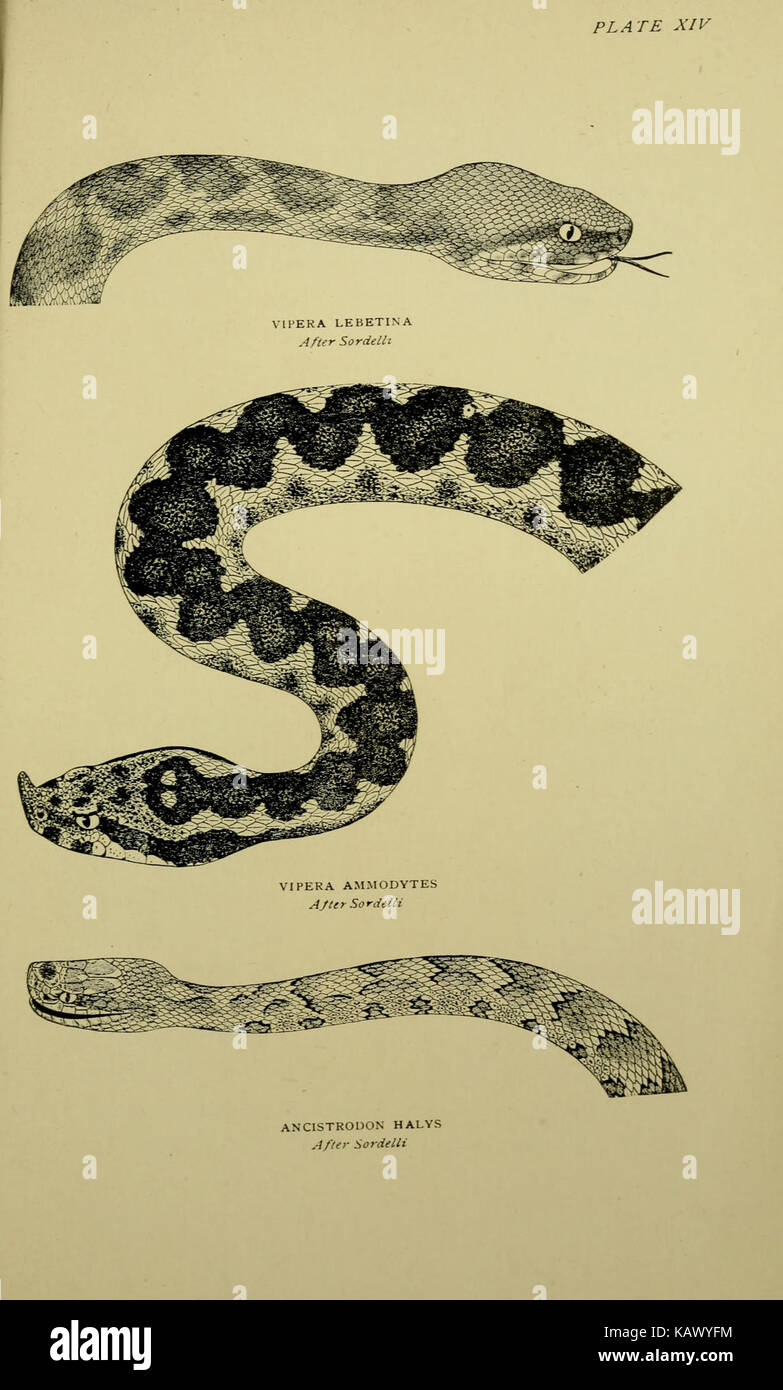 The snakes of Europe BHL11086433 Stock Photo - Alamy