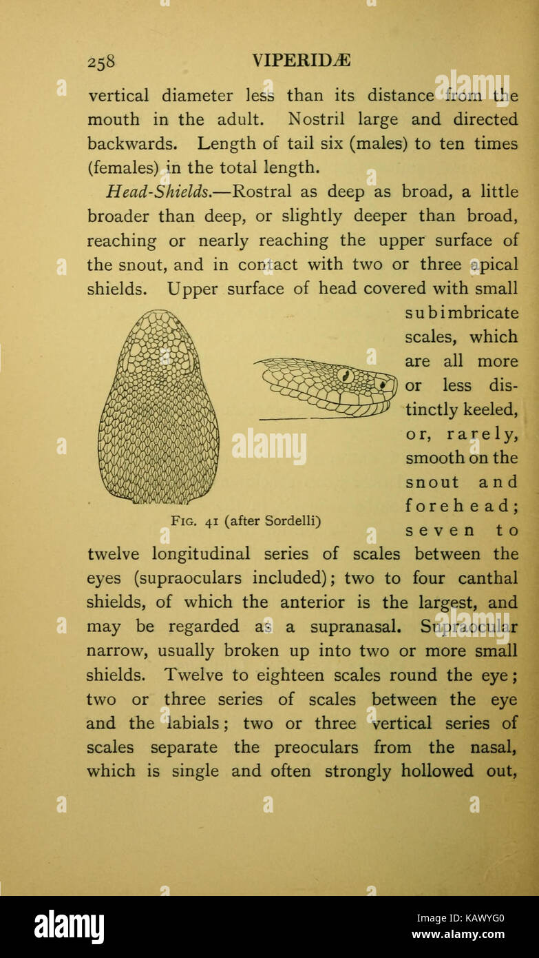 The snakes of Europe (Page 258) BHL11086442 Stock Photo - Alamy