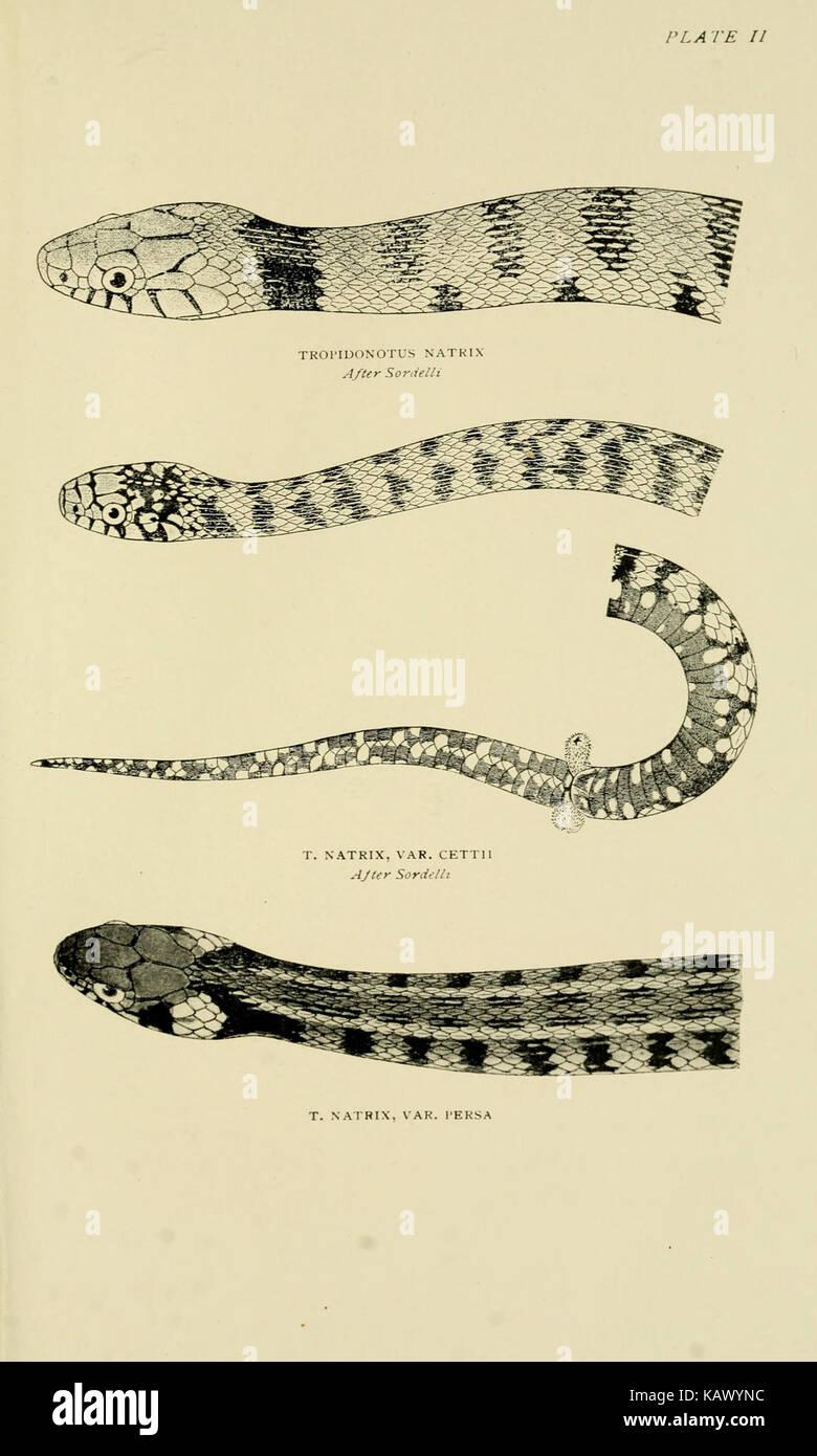 The snakes of Europe BHL3417132 Stock Photo - Alamy