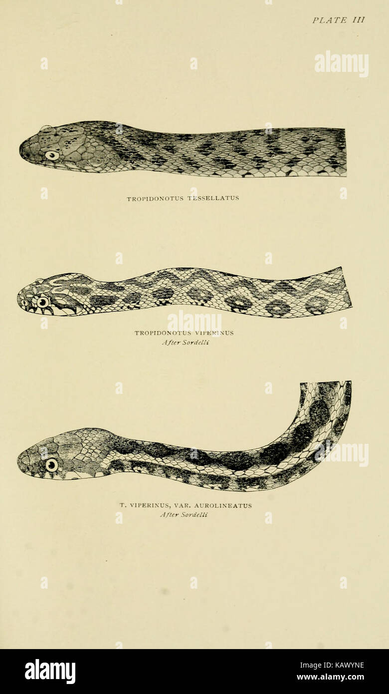 The snakes of Europe BHL3417219 Stock Photo - Alamy