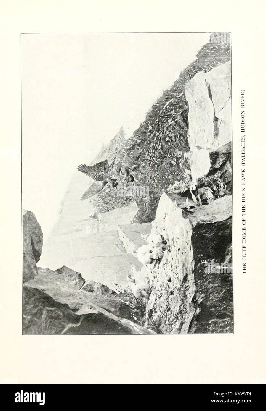 Examination of bird behavior and characteristics from a human ...
