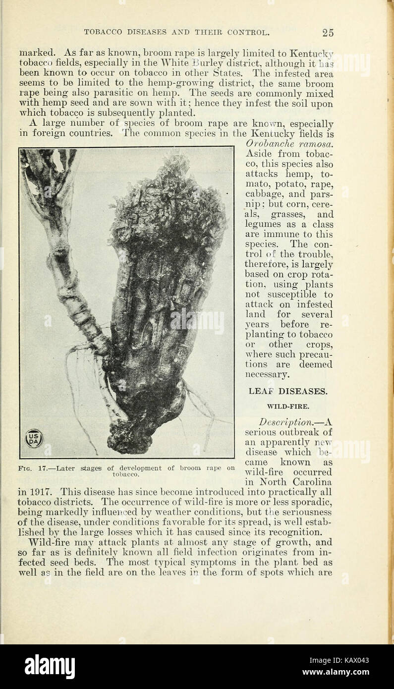 Tobacco diseases and their control (Page 25) BHL41883112 Stock Photo