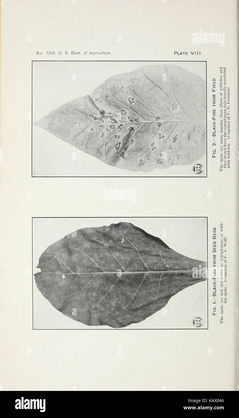 Tobacco diseases and their control BHL41883081 Stock Photo Alamy