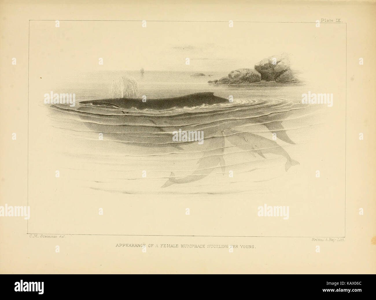 The marine mammals of the north western coast of North America (Plate ...
