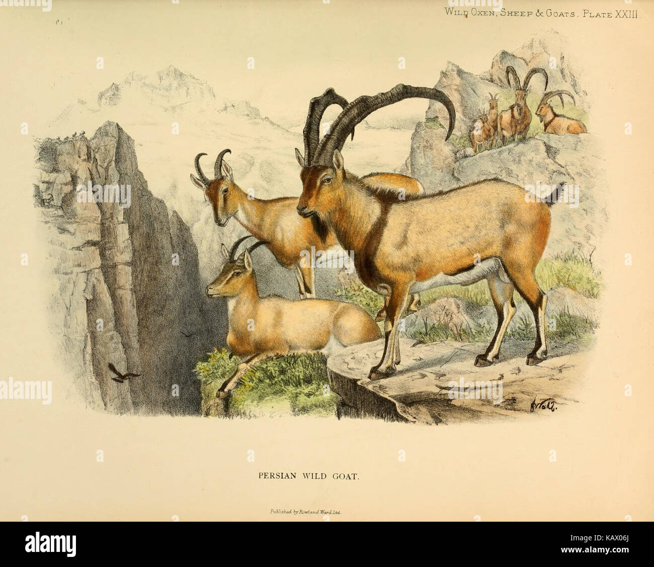 Protoryx Prehistoric goats hi-res stock photography and images - Alamy