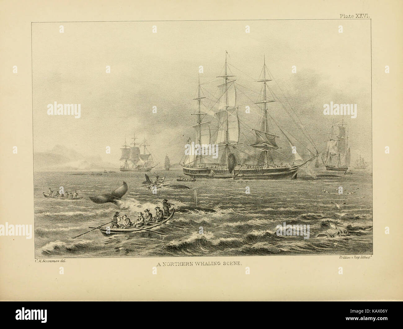 Plate XXVI from 'The Marine Mammals of the Northwestern Coast of North ...