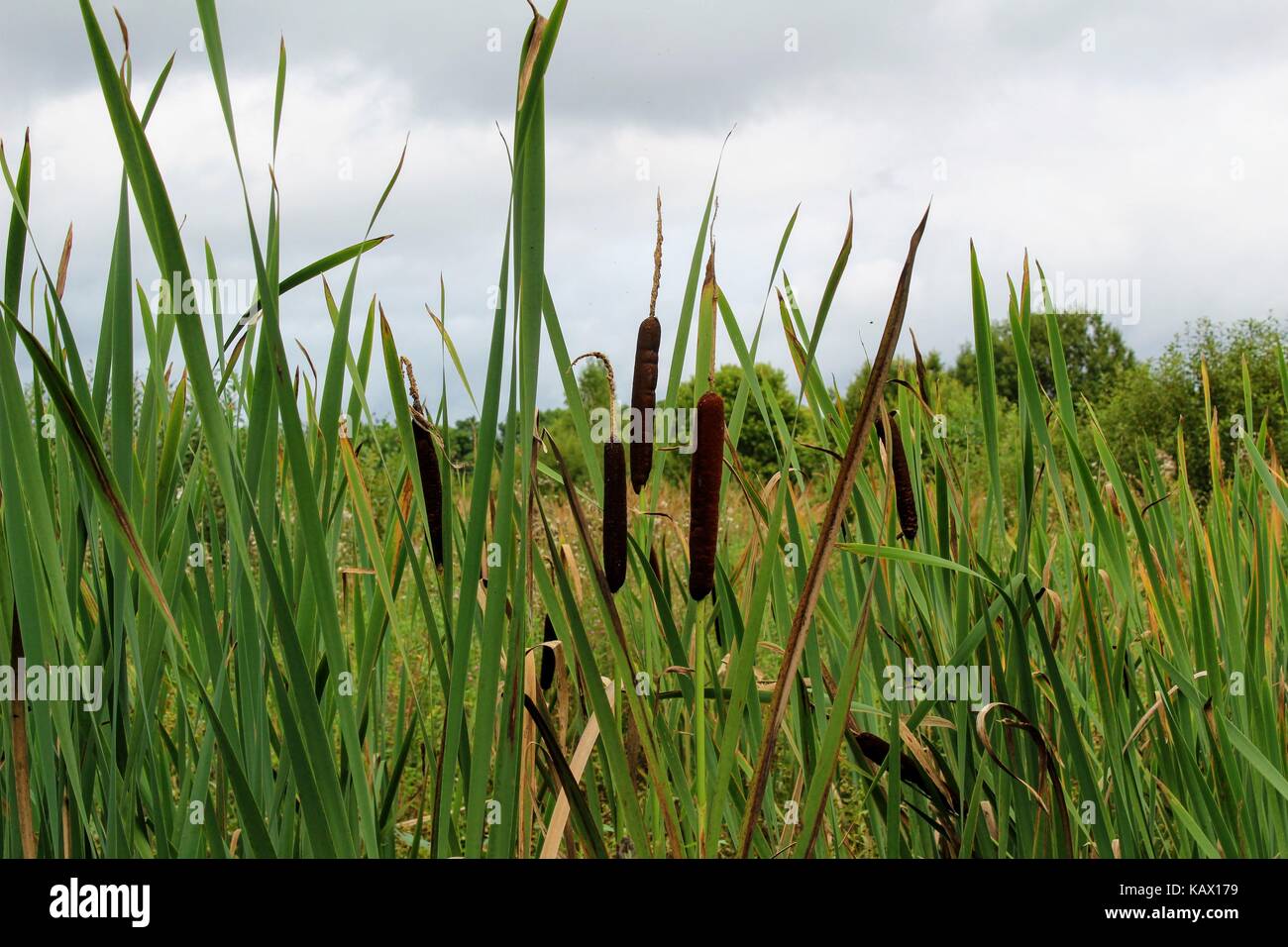 Long narrow leaves of reeds grow in the swamp Stock Photo Alamy