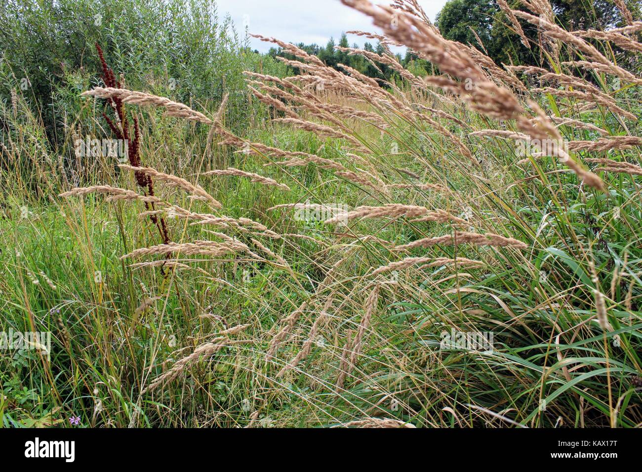 High dry grass growing along the field Stock Photo Alamy