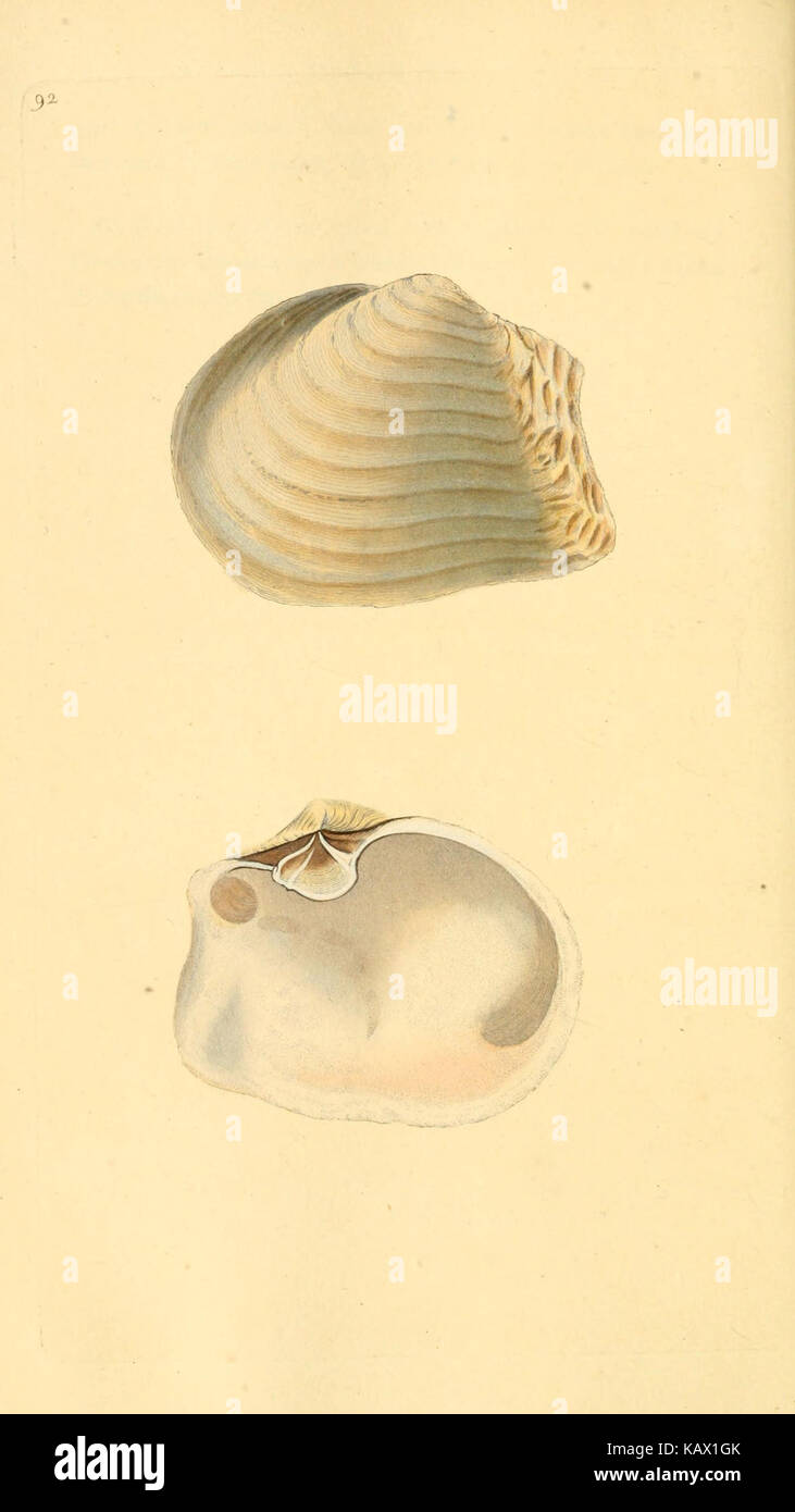 The natural history of British shells (Plate 92) (6127196234 Stock ...