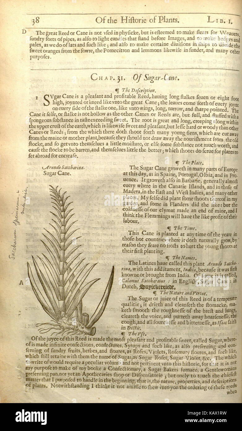 The herball, or, Generall historie of plantes (Page 38) BHL8436843 ...