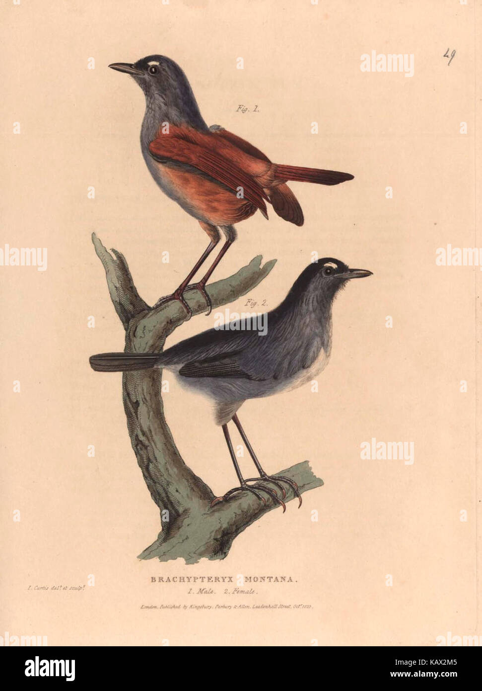 Java National Animal Zoological researches in Java, and the neighbouring islands BHL47293244 ...
