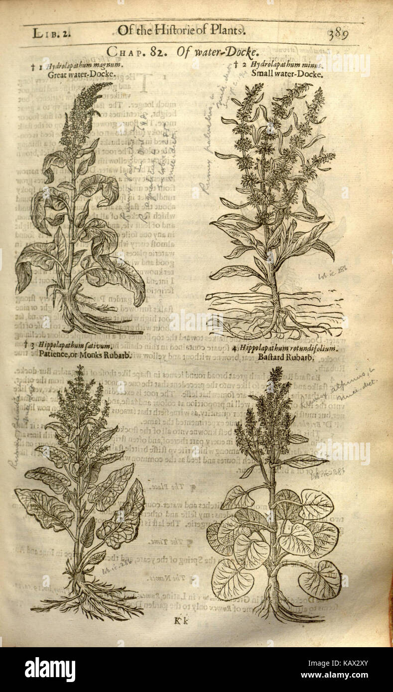 This page from 'The Herball, or, Generall Historie of Plantes' details ...