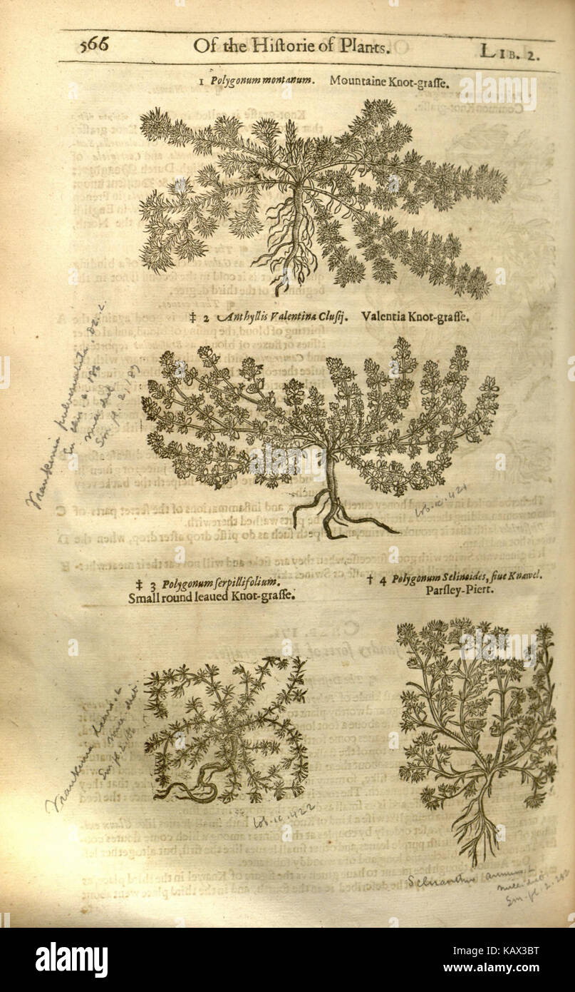 Medicinal plant taxonomy hi-res stock photography and images - Alamy