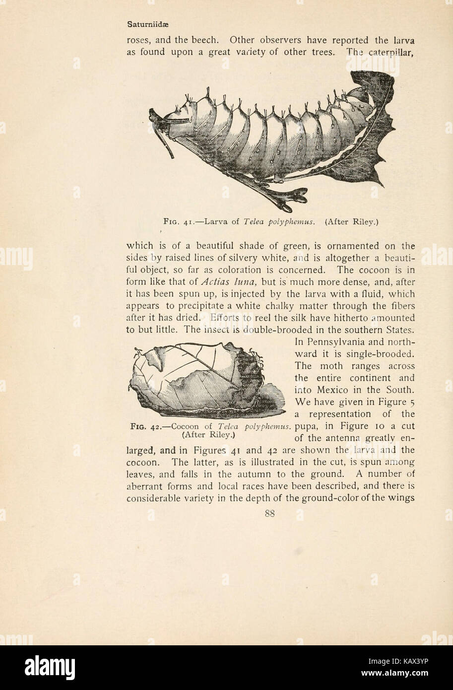 Page 88 from 'The Moth Book,' a reference text on moth species ...