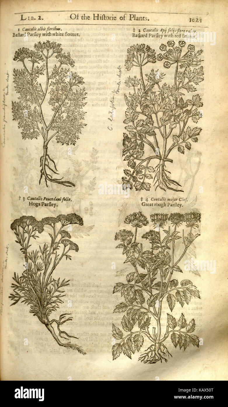 Work details medicinal plants hi-res stock photography and images - Alamy