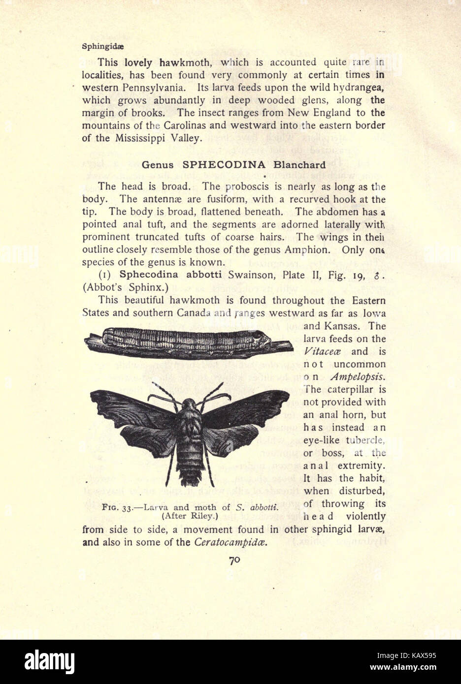 The moth book (Page 70, Fig. 33) BHL21852983 Stock Photo