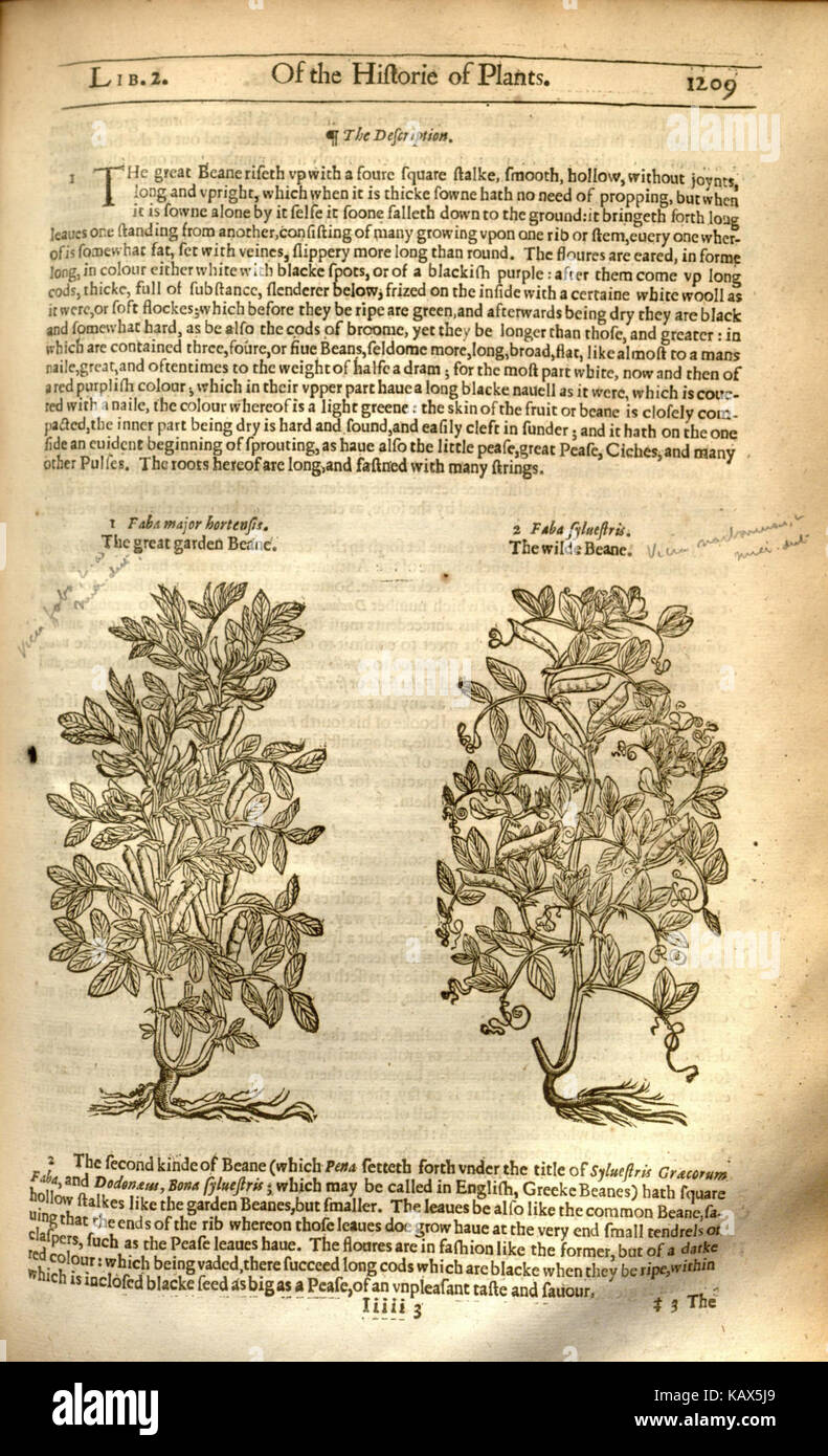 Historical botanical study hi-res stock photography and images - Alamy