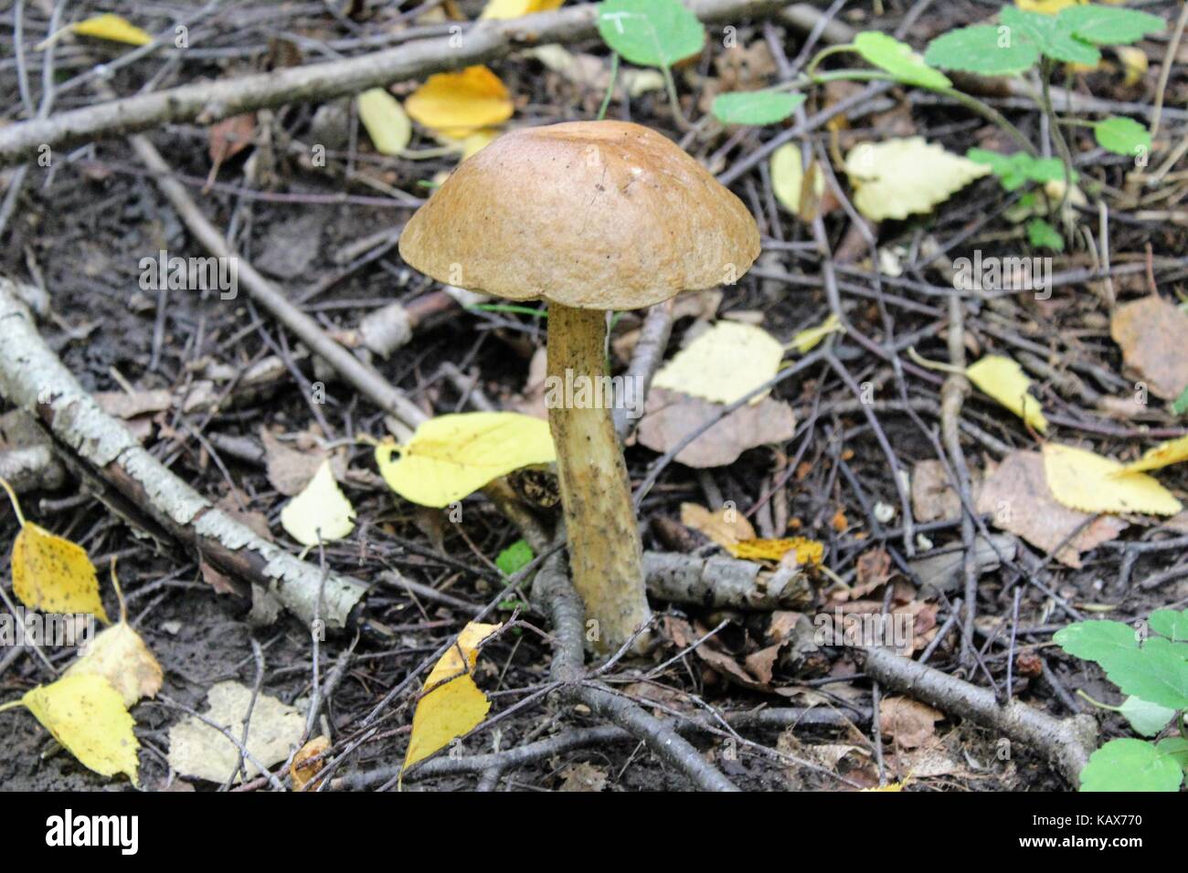 Mushroom (birch bolete) grows on the ground among the low grass. Stock Photo