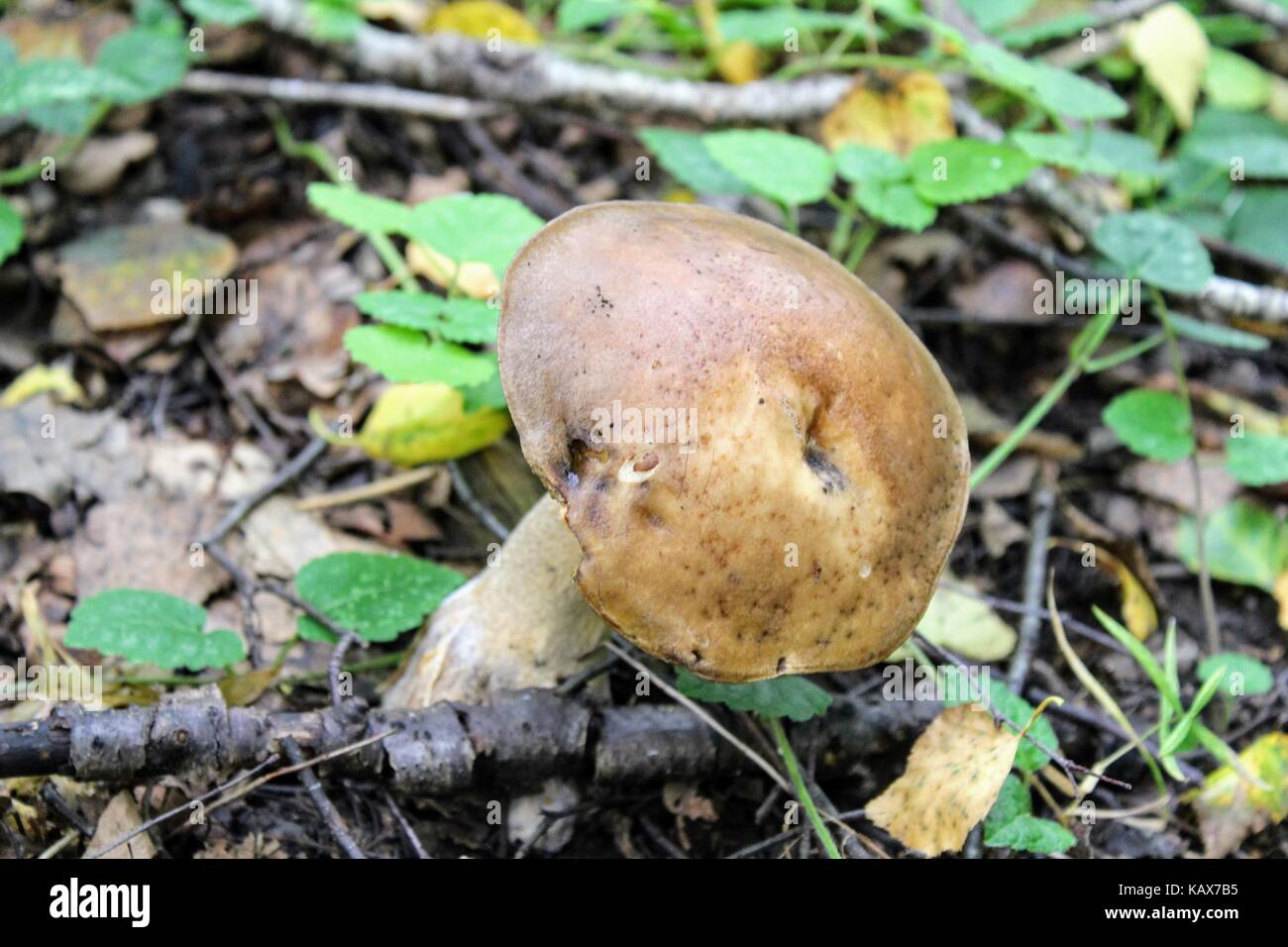 Mushroom (birch bolete) grows on the ground among the low grass. Stock Photo