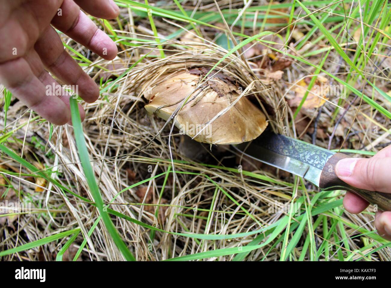 The hand of the mushroom picker cuts the mushroom (birch bolete) with a knife. Stock Photo