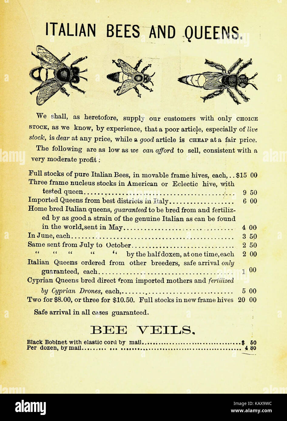 This book provides detailed instructions on beekeeping practices, offering practical advice on managing bee colonies, harvesting honey, and understanding bee biology for both beginners and experienced apiarists. Stock Photo