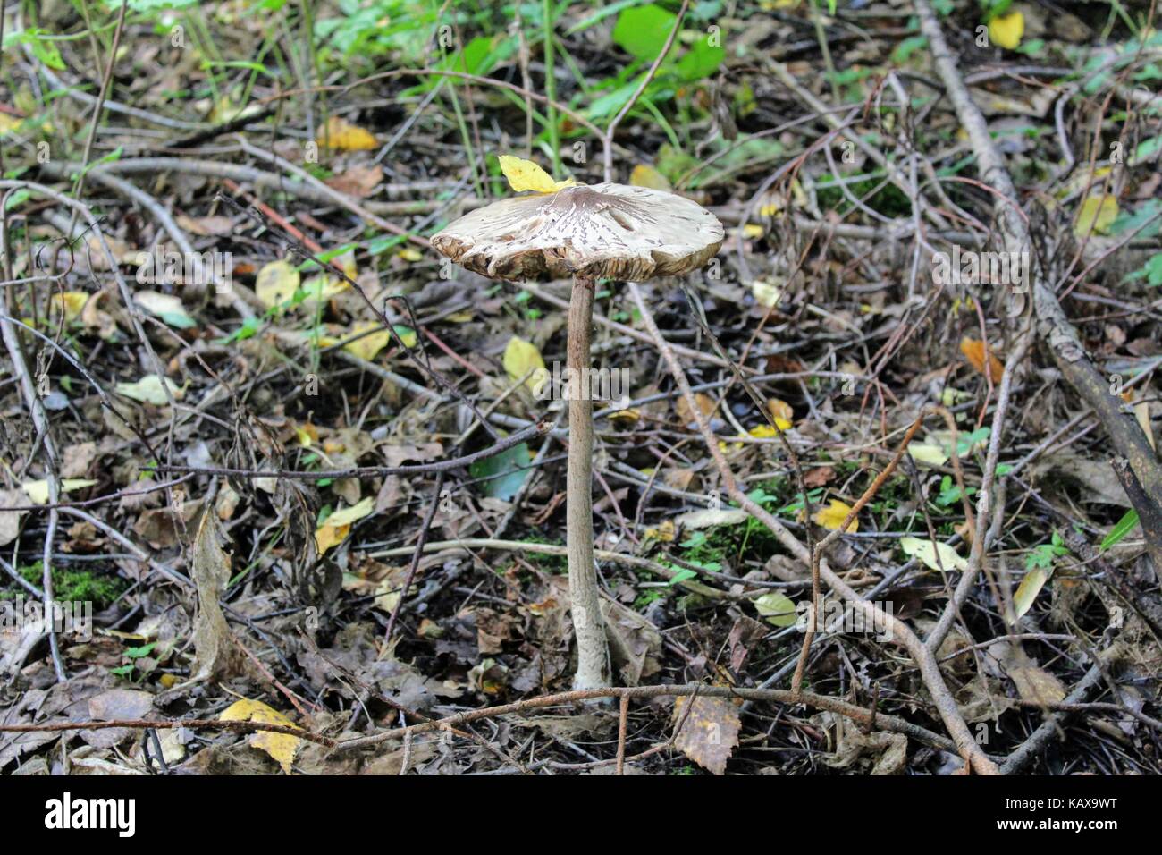 Not eatable mushroom (named toadstool or Destroying Angel) grows on the ground among the low grass. Stock Photo