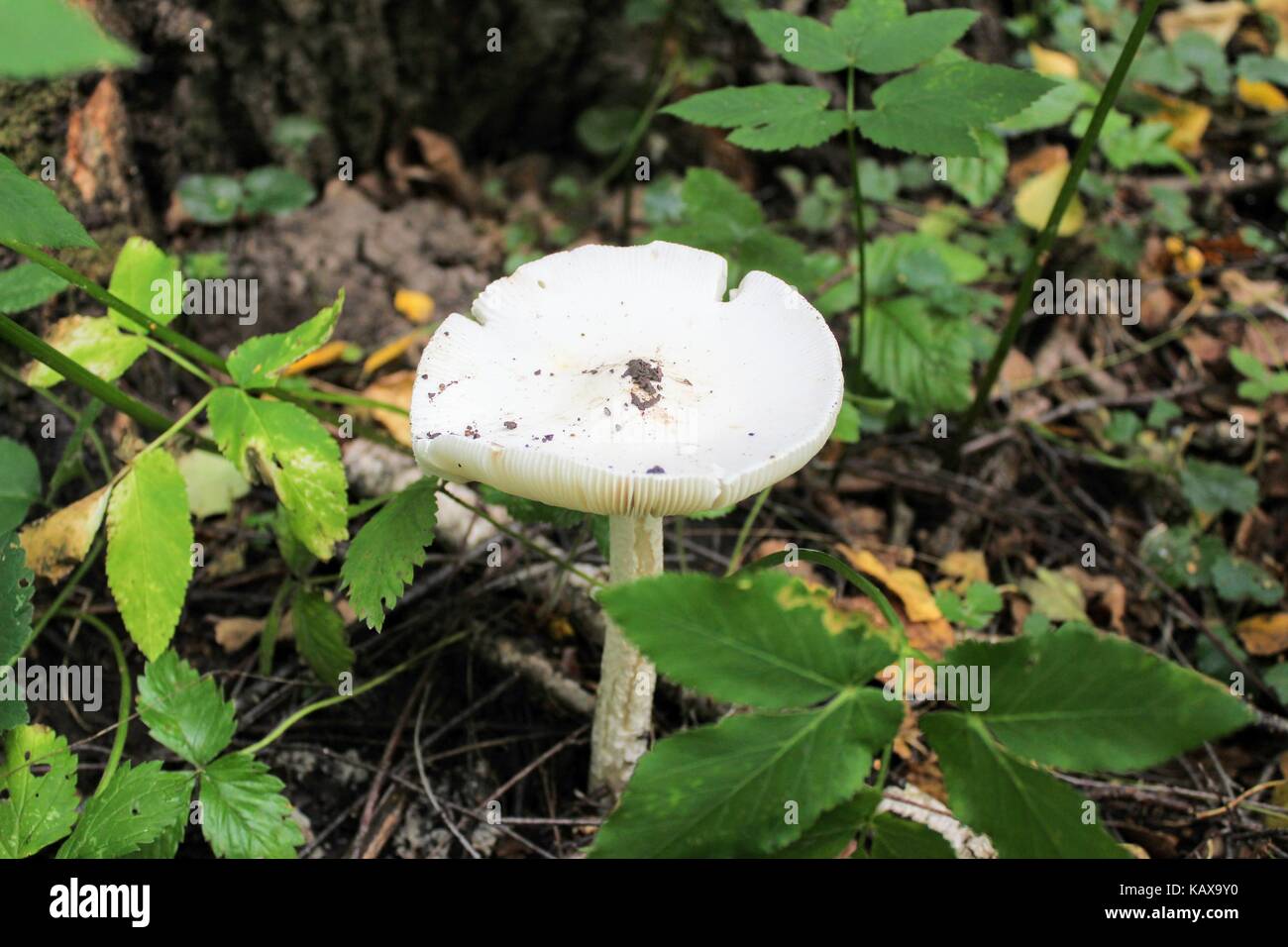 Not eatable mushroom (named toadstool or Destroying Angel) grows on the ground among the low grass. Stock Photo