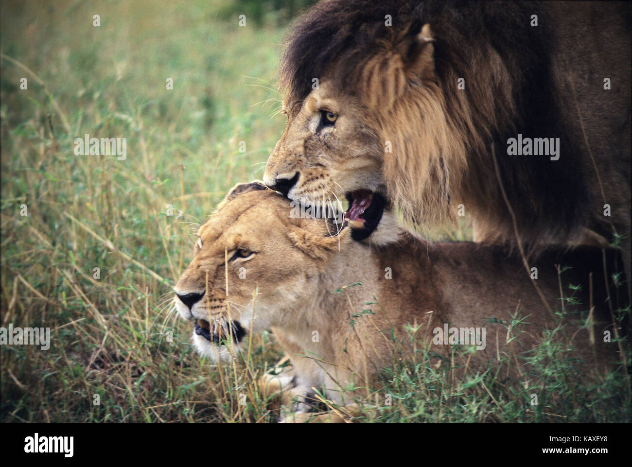 Lions (Panthera leo) mating, Masai Mara Game Reserve, Kenya Stock Photo ...