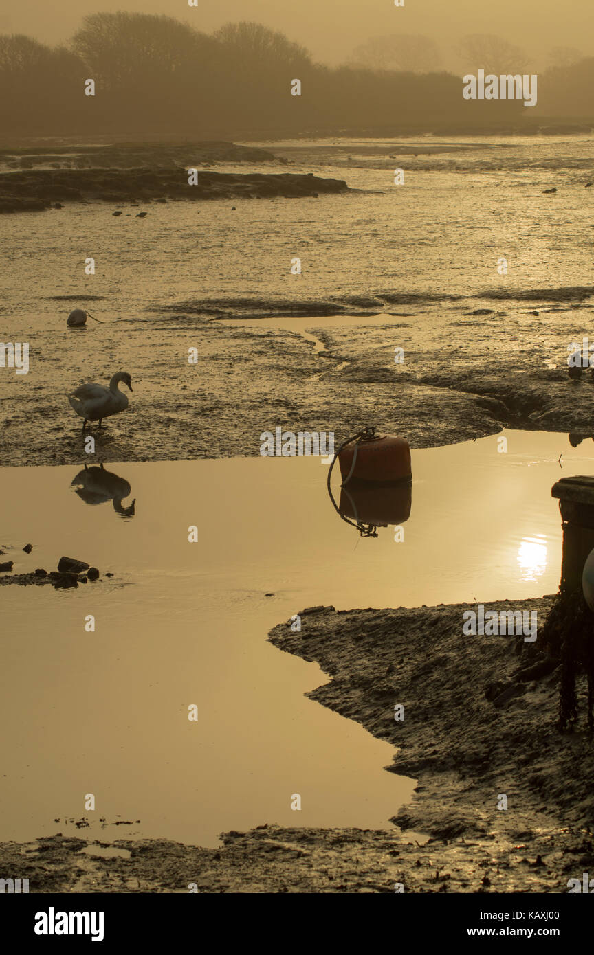 Early morning creek side view, misty and crisp with the golden glow of the sun rising and reflection of a single swan, Isle of Wight - photo Stock Photo