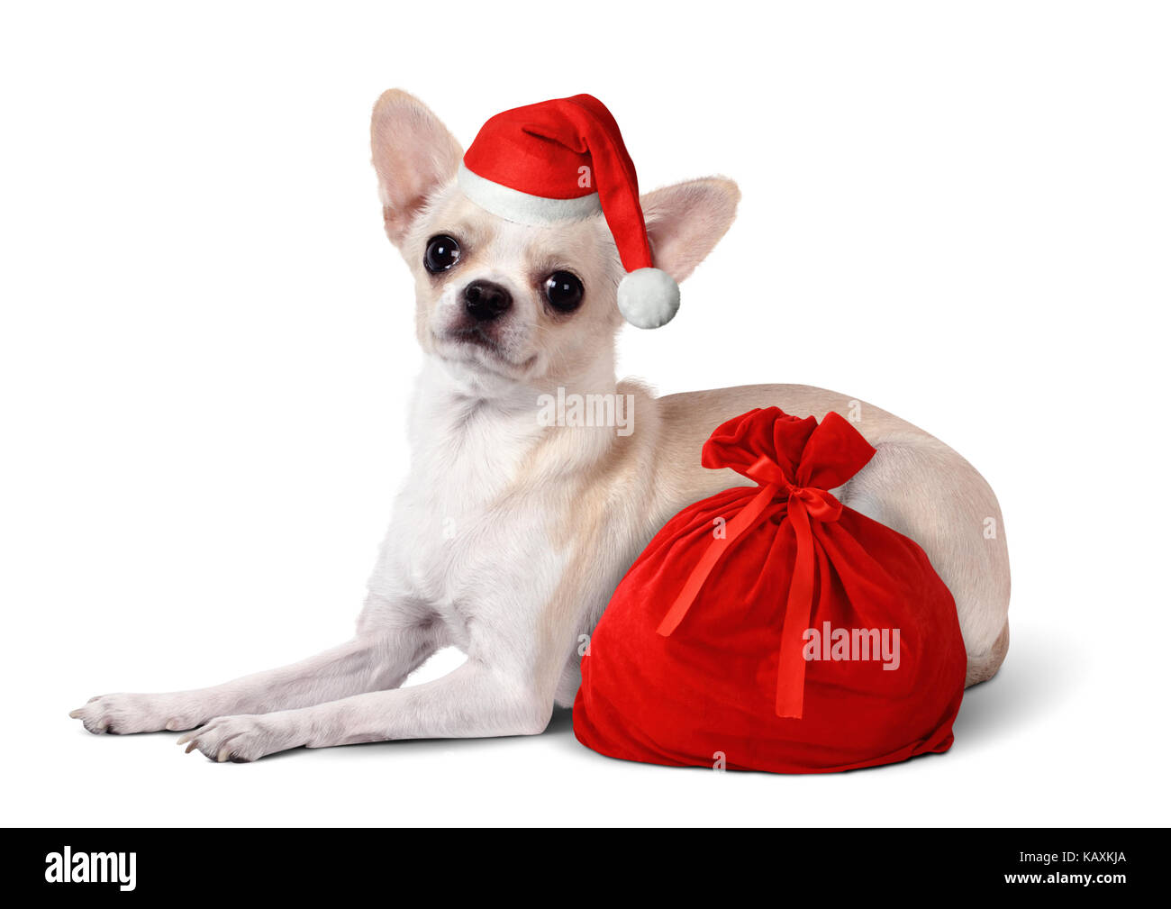 Chihuahua in bag hi-res stock photography and images - Alamy