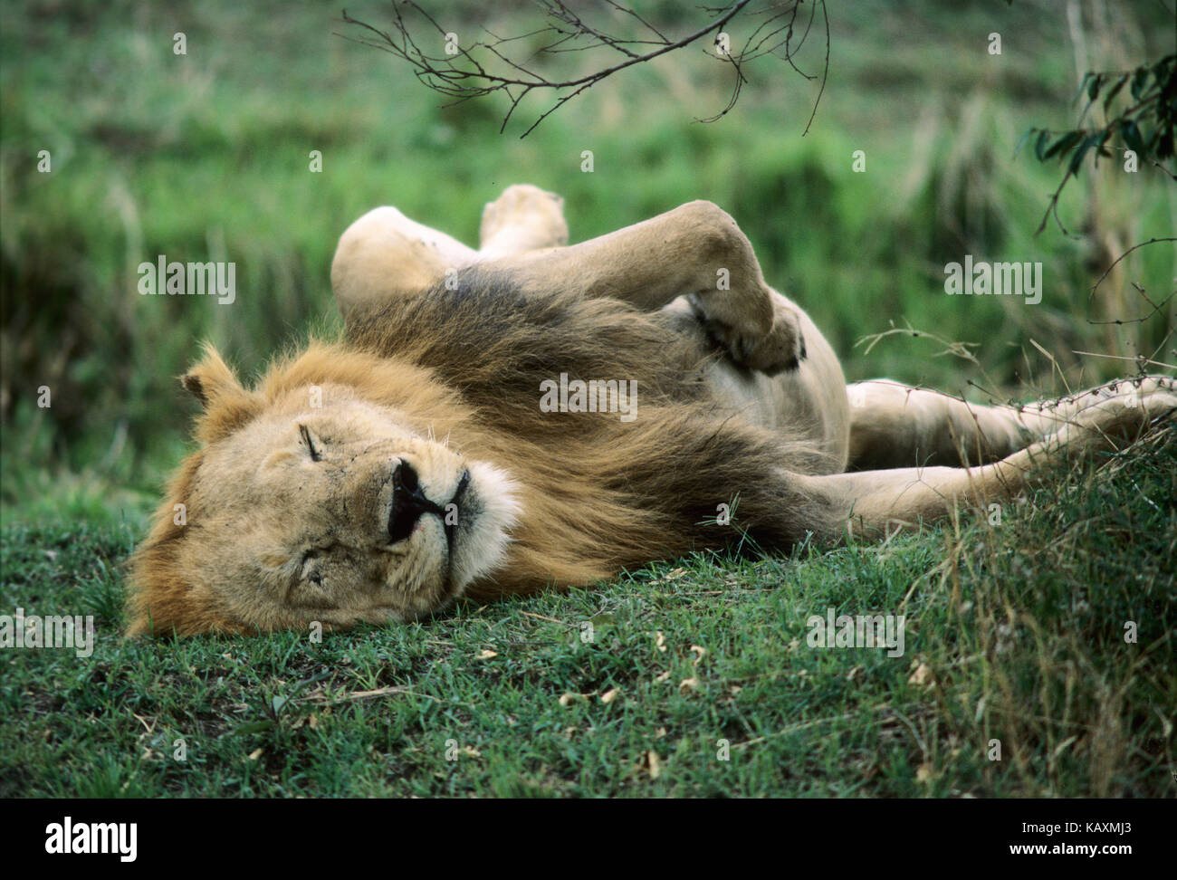 Male lion (Panthera leo) relaxing at daytime, Masai Mara Game Reserve ...