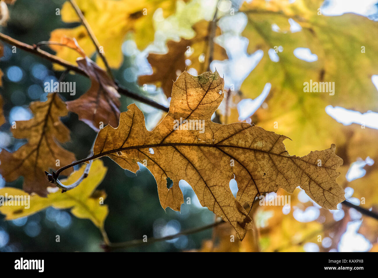 Leaves turn yellow on the tree at Yosemite Valley in the fall Stock Photo