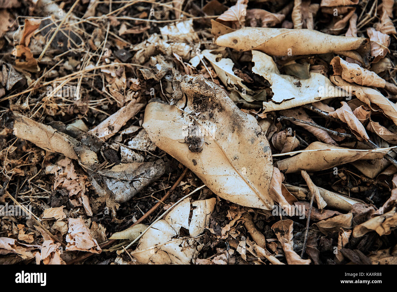 An assortment of dry leaves laying on the ground in the forest Stock Photo