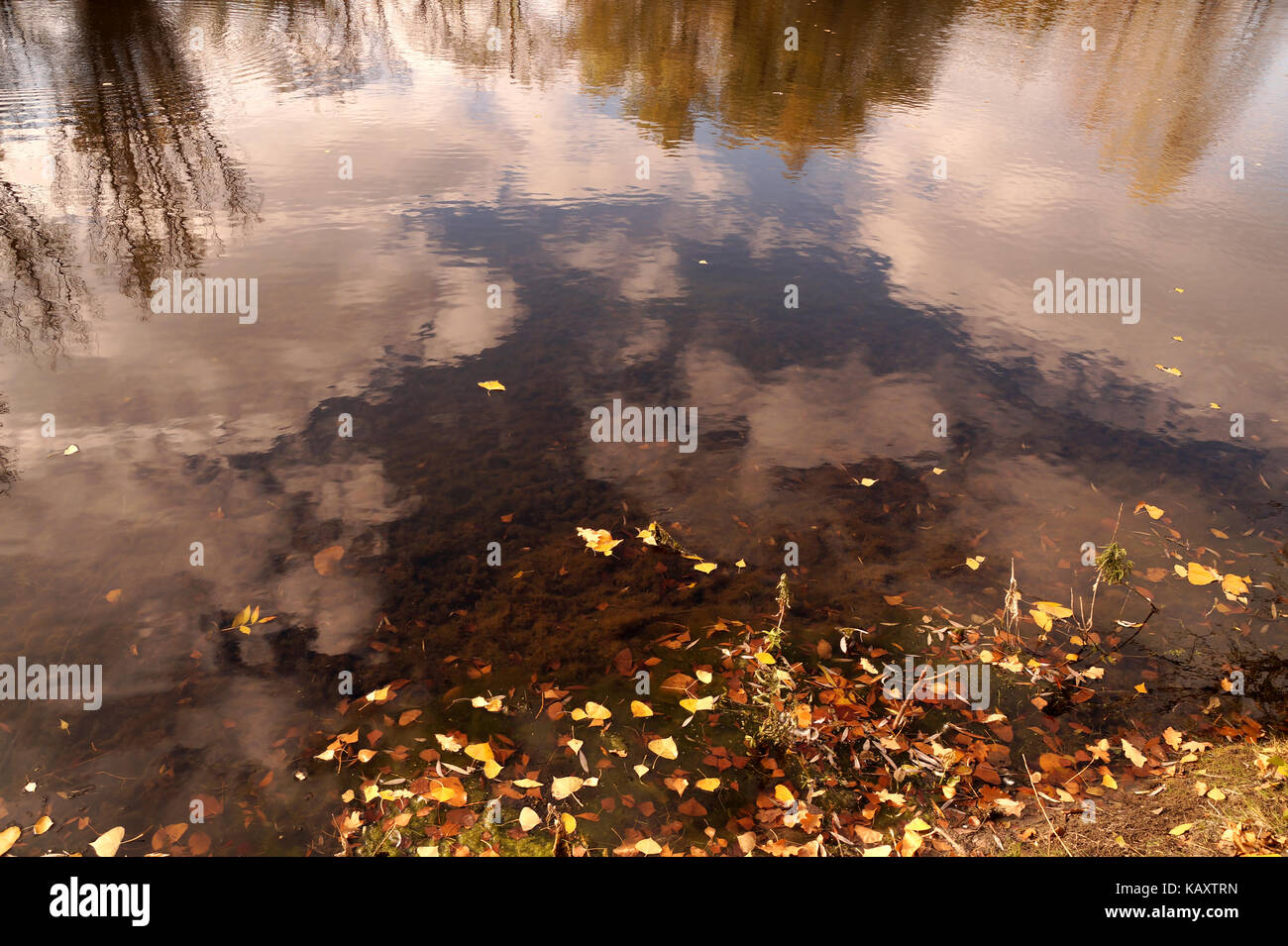 Autumn etude with the fallen-down yellow leaves on a water smooth surfacea Stock Photo