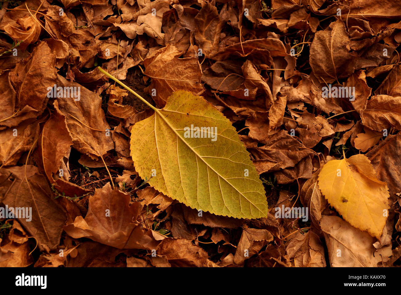 Autumn etude from the fallen-down yellow and brown leaves Stock Photo