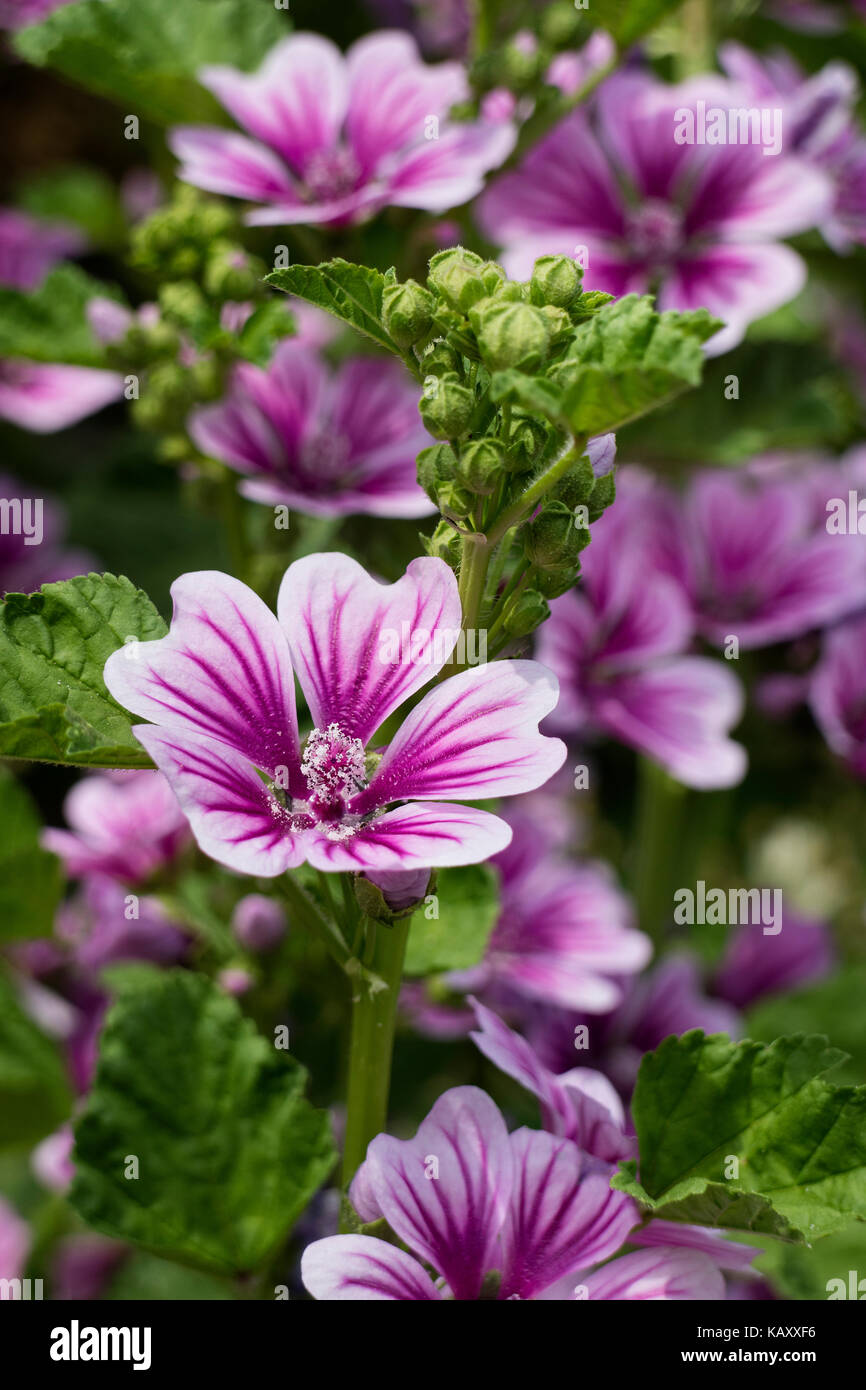 Purple Common mallow flowers Stock Photo